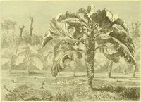 An illustration from Flore pittoresque de la France : anatomie, physiologie, classification, description des plantes indigènes et cultivées au point de vue de l'agriculture, de l'horticulture et de la sylviculture / publiée sous la direction de J. Rothschild. (1885)