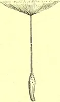 An illustration from Flore pittoresque de la France : anatomie, physiologie, classification, description des plantes indigènes et cultivées au point de vue de l'agriculture, de l'horticulture et de la sylviculture / publiée sous la direction de J. Rothschild. (1885)
