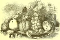 An illustration from Flore pittoresque de la France : anatomie, physiologie, classification, description des plantes indigènes et cultivées au point de vue de l'agriculture, de l'horticulture et de la sylviculture / publiée sous la direction de J. Rothschild. (1885)
