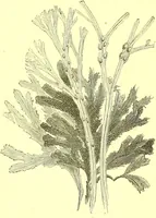 An illustration from Flore pittoresque de la France : anatomie, physiologie, classification, description des plantes indigènes et cultivées au point de vue de l'agriculture, de l'horticulture et de la sylviculture / publiée sous la direction de J. Rothschild. (1885)