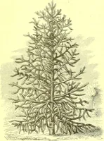 An illustration from Flore pittoresque de la France : anatomie, physiologie, classification, description des plantes indigènes et cultivées au point de vue de l'agriculture, de l'horticulture et de la sylviculture / publiée sous la direction de J. Rothschild. (1885)