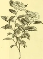 An illustration from Flore pittoresque de la France : anatomie, physiologie, classification, description des plantes indigènes et cultivées au point de vue de l'agriculture, de l'horticulture et de la sylviculture / publiée sous la direction de J. Rothschild. (1885)