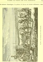 An illustration from Flore pittoresque de la France : anatomie, physiologie, classification, description des plantes indigènes et cultivées au point de vue de l'agriculture, de l'horticulture et de la sylviculture / publiée sous la direction de J. Rothschild. (1885)