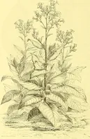 An illustration from Flore pittoresque de la France : anatomie, physiologie, classification, description des plantes indigènes et cultivées au point de vue de l'agriculture, de l'horticulture et de la sylviculture / publiée sous la direction de J. Rothschild. (1885)