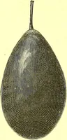 An illustration from Flore pittoresque de la France : anatomie, physiologie, classification, description des plantes indigènes et cultivées au point de vue de l'agriculture, de l'horticulture et de la sylviculture / publiée sous la direction de J. Rothschild. (1885)