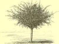 An illustration from Flore pittoresque de la France : anatomie, physiologie, classification, description des plantes indigènes et cultivées au point de vue de l'agriculture, de l'horticulture et de la sylviculture / publiée sous la direction de J. Rothschild. (1885)