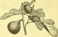 An illustration from Flore pittoresque de la France : anatomie, physiologie, classification, description des plantes indigènes et cultivées au point de vue de l'agriculture, de l'horticulture et de la sylviculture / publiée sous la direction de J. Rothschild. (1885)