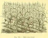 An illustration from Flore pittoresque de la France : anatomie, physiologie, classification, description des plantes indigènes et cultivées au point de vue de l'agriculture, de l'horticulture et de la sylviculture / publiée sous la direction de J. Rothschild. (1885)