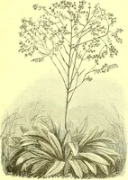 An illustration from Flore pittoresque de la France : anatomie, physiologie, classification, description des plantes indigènes et cultivées au point de vue de l'agriculture, de l'horticulture et de la sylviculture / publiée sous la direction de J. Rothschild. (1885)