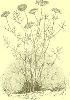 An illustration from Flore pittoresque de la France : anatomie, physiologie, classification, description des plantes indigènes et cultivées au point de vue de l'agriculture, de l'horticulture et de la sylviculture / publiée sous la direction de J. Rothschild. (1885)