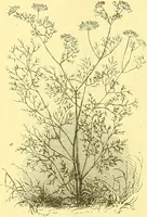 An illustration from Flore pittoresque de la France : anatomie, physiologie, classification, description des plantes indigènes et cultivées au point de vue de l'agriculture, de l'horticulture et de la sylviculture / publiée sous la direction de J. Rothschild. (1885)