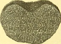 An illustration from Flore pittoresque de la France : anatomie, physiologie, classification, description des plantes indigènes et cultivées au point de vue de l'agriculture, de l'horticulture et de la sylviculture / publiée sous la direction de J. Rothschild. (1885)