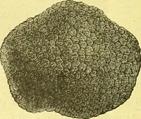 An illustration from Flore pittoresque de la France : anatomie, physiologie, classification, description des plantes indigènes et cultivées au point de vue de l'agriculture, de l'horticulture et de la sylviculture / publiée sous la direction de J. Rothschild. (1885)