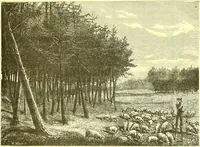 An illustration from Flore pittoresque de la France : anatomie, physiologie, classification, description des plantes indigènes et cultivées au point de vue de l'agriculture, de l'horticulture et de la sylviculture / publiée sous la direction de J. Rothschild. (1885)