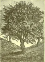 An illustration from Flore pittoresque de la France : anatomie, physiologie, classification, description des plantes indigènes et cultivées au point de vue de l'agriculture, de l'horticulture et de la sylviculture / publiée sous la direction de J. Rothschild. (1885)