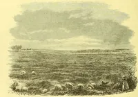 An illustration from Flore pittoresque de la France : anatomie, physiologie, classification, description des plantes indigènes et cultivées au point de vue de l'agriculture, de l'horticulture et de la sylviculture / publiée sous la direction de J. Rothschild. (1885)