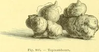 An illustration from Flore pittoresque de la France : anatomie, physiologie, classification, description des plantes indigènes et cultivées au point de vue de l'agriculture, de l'horticulture et de la sylviculture / publiée sous la direction de J. Rothschild. (1885)