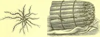 An illustration from Flore pittoresque de la France : anatomie, physiologie, classification, description des plantes indigènes et cultivées au point de vue de l'agriculture, de l'horticulture et de la sylviculture / publiée sous la direction de J. Rothschild. (1885)