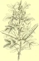 An illustration from Flore pittoresque de la France : anatomie, physiologie, classification, description des plantes indigènes et cultivées au point de vue de l'agriculture, de l'horticulture et de la sylviculture / publiée sous la direction de J. Rothschild. (1885)