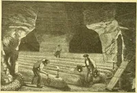 An illustration from Flore pittoresque de la France : anatomie, physiologie, classification, description des plantes indigènes et cultivées au point de vue de l'agriculture, de l'horticulture et de la sylviculture / publiée sous la direction de J. Rothschild. (1885)