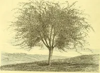 An illustration from Flore pittoresque de la France : anatomie, physiologie, classification, description des plantes indigènes et cultivées au point de vue de l'agriculture, de l'horticulture et de la sylviculture / publiée sous la direction de J. Rothschild. (1885)
