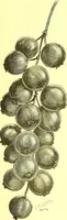 An illustration from Flore pittoresque de la France : anatomie, physiologie, classification, description des plantes indigènes et cultivées au point de vue de l'agriculture, de l'horticulture et de la sylviculture / publiée sous la direction de J. Rothschild. (1885)