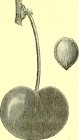 An illustration from Flore pittoresque de la France : anatomie, physiologie, classification, description des plantes indigènes et cultivées au point de vue de l'agriculture, de l'horticulture et de la sylviculture / publiée sous la direction de J. Rothschild. (1885)