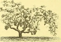An illustration from Flore pittoresque de la France : anatomie, physiologie, classification, description des plantes indigènes et cultivées au point de vue de l'agriculture, de l'horticulture et de la sylviculture / publiée sous la direction de J. Rothschild. (1885)