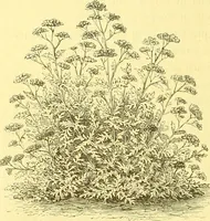 An illustration from Flore pittoresque de la France : anatomie, physiologie, classification, description des plantes indigènes et cultivées au point de vue de l'agriculture, de l'horticulture et de la sylviculture / publiée sous la direction de J. Rothschild. (1885)