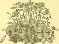 An illustration from Flore pittoresque de la France : anatomie, physiologie, classification, description des plantes indigènes et cultivées au point de vue de l'agriculture, de l'horticulture et de la sylviculture / publiée sous la direction de J. Rothschild. (1885)