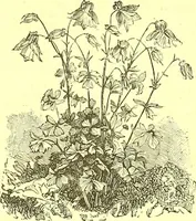 An illustration from Flore pittoresque de la France : anatomie, physiologie, classification, description des plantes indigènes et cultivées au point de vue de l'agriculture, de l'horticulture et de la sylviculture / publiée sous la direction de J. Rothschild. (1885)
