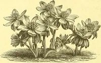 An illustration from Flore pittoresque de la France : anatomie, physiologie, classification, description des plantes indigènes et cultivées au point de vue de l'agriculture, de l'horticulture et de la sylviculture / publiée sous la direction de J. Rothschild. (1885)