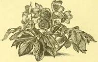 An illustration from Flore pittoresque de la France : anatomie, physiologie, classification, description des plantes indigènes et cultivées au point de vue de l'agriculture, de l'horticulture et de la sylviculture / publiée sous la direction de J. Rothschild. (1885)
