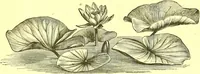 An illustration from Flore pittoresque de la France : anatomie, physiologie, classification, description des plantes indigènes et cultivées au point de vue de l'agriculture, de l'horticulture et de la sylviculture / publiée sous la direction de J. Rothschild. (1885)