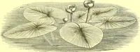 An illustration from Flore pittoresque de la France : anatomie, physiologie, classification, description des plantes indigènes et cultivées au point de vue de l'agriculture, de l'horticulture et de la sylviculture / publiée sous la direction de J. Rothschild. (1885)