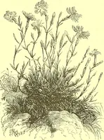 An illustration from Flore pittoresque de la France : anatomie, physiologie, classification, description des plantes indigènes et cultivées au point de vue de l'agriculture, de l'horticulture et de la sylviculture / publiée sous la direction de J. Rothschild. (1885)