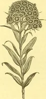 An illustration from Flore pittoresque de la France : anatomie, physiologie, classification, description des plantes indigènes et cultivées au point de vue de l'agriculture, de l'horticulture et de la sylviculture / publiée sous la direction de J. Rothschild. (1885)