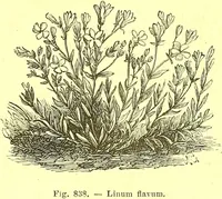 An illustration from Flore pittoresque de la France : anatomie, physiologie, classification, description des plantes indigènes et cultivées au point de vue de l'agriculture, de l'horticulture et de la sylviculture / publiée sous la direction de J. Rothschild. (1885)
