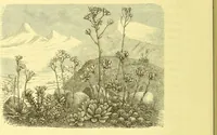 An illustration from Flore pittoresque de la France : anatomie, physiologie, classification, description des plantes indigènes et cultivées au point de vue de l'agriculture, de l'horticulture et de la sylviculture / publiée sous la direction de J. Rothschild. (1885)