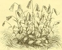 An illustration from Flore pittoresque de la France : anatomie, physiologie, classification, description des plantes indigènes et cultivées au point de vue de l'agriculture, de l'horticulture et de la sylviculture / publiée sous la direction de J. Rothschild. (1885)