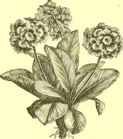 An illustration from Flore pittoresque de la France : anatomie, physiologie, classification, description des plantes indigènes et cultivées au point de vue de l'agriculture, de l'horticulture et de la sylviculture / publiée sous la direction de J. Rothschild. (1885)