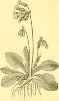 An illustration from Flore pittoresque de la France : anatomie, physiologie, classification, description des plantes indigènes et cultivées au point de vue de l'agriculture, de l'horticulture et de la sylviculture / publiée sous la direction de J. Rothschild. (1885)