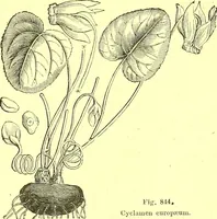 An illustration from Flore pittoresque de la France : anatomie, physiologie, classification, description des plantes indigènes et cultivées au point de vue de l'agriculture, de l'horticulture et de la sylviculture / publiée sous la direction de J. Rothschild. (1885)
