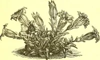 An illustration from Flore pittoresque de la France : anatomie, physiologie, classification, description des plantes indigènes et cultivées au point de vue de l'agriculture, de l'horticulture et de la sylviculture / publiée sous la direction de J. Rothschild. (1885)