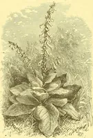 An illustration from Flore pittoresque de la France : anatomie, physiologie, classification, description des plantes indigènes et cultivées au point de vue de l'agriculture, de l'horticulture et de la sylviculture / publiée sous la direction de J. Rothschild. (1885)