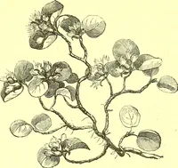 An illustration from Flore pittoresque de la France : anatomie, physiologie, classification, description des plantes indigènes et cultivées au point de vue de l'agriculture, de l'horticulture et de la sylviculture / publiée sous la direction de J. Rothschild. (1885)