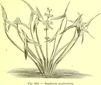 An illustration from Flore pittoresque de la France : anatomie, physiologie, classification, description des plantes indigènes et cultivées au point de vue de l'agriculture, de l'horticulture et de la sylviculture / publiée sous la direction de J. Rothschild. (1885)