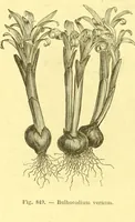 An illustration from Flore pittoresque de la France : anatomie, physiologie, classification, description des plantes indigènes et cultivées au point de vue de l'agriculture, de l'horticulture et de la sylviculture / publiée sous la direction de J. Rothschild. (1885)