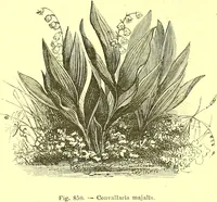 An illustration from Flore pittoresque de la France : anatomie, physiologie, classification, description des plantes indigènes et cultivées au point de vue de l'agriculture, de l'horticulture et de la sylviculture / publiée sous la direction de J. Rothschild. (1885)