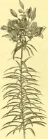 An illustration from Flore pittoresque de la France : anatomie, physiologie, classification, description des plantes indigènes et cultivées au point de vue de l'agriculture, de l'horticulture et de la sylviculture / publiée sous la direction de J. Rothschild. (1885)